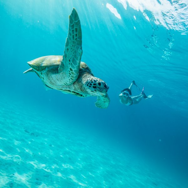 Turtle Discovery Snorkeling Experience